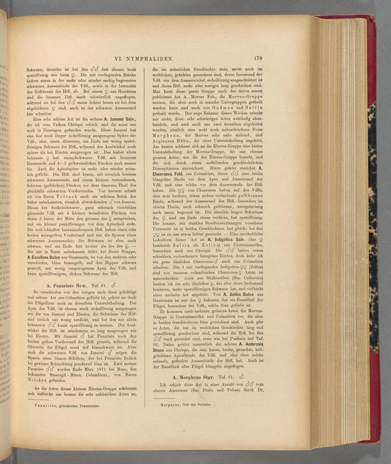 Exotische schmetterlinge (Page 179) BHL40070534