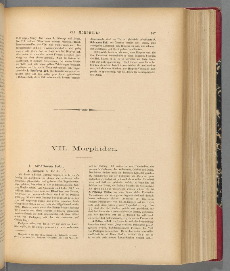 Exotische schmetterlinge (Page 187) BHL40070542