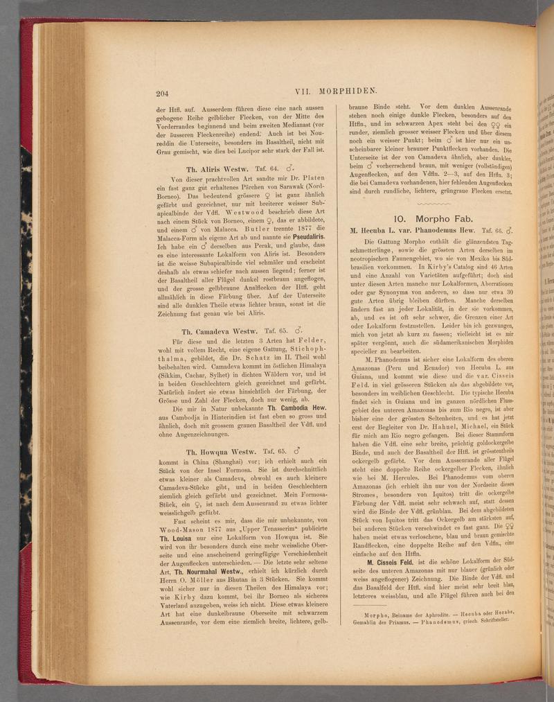 Exotische schmetterlinge (Page 204) BHL40070559