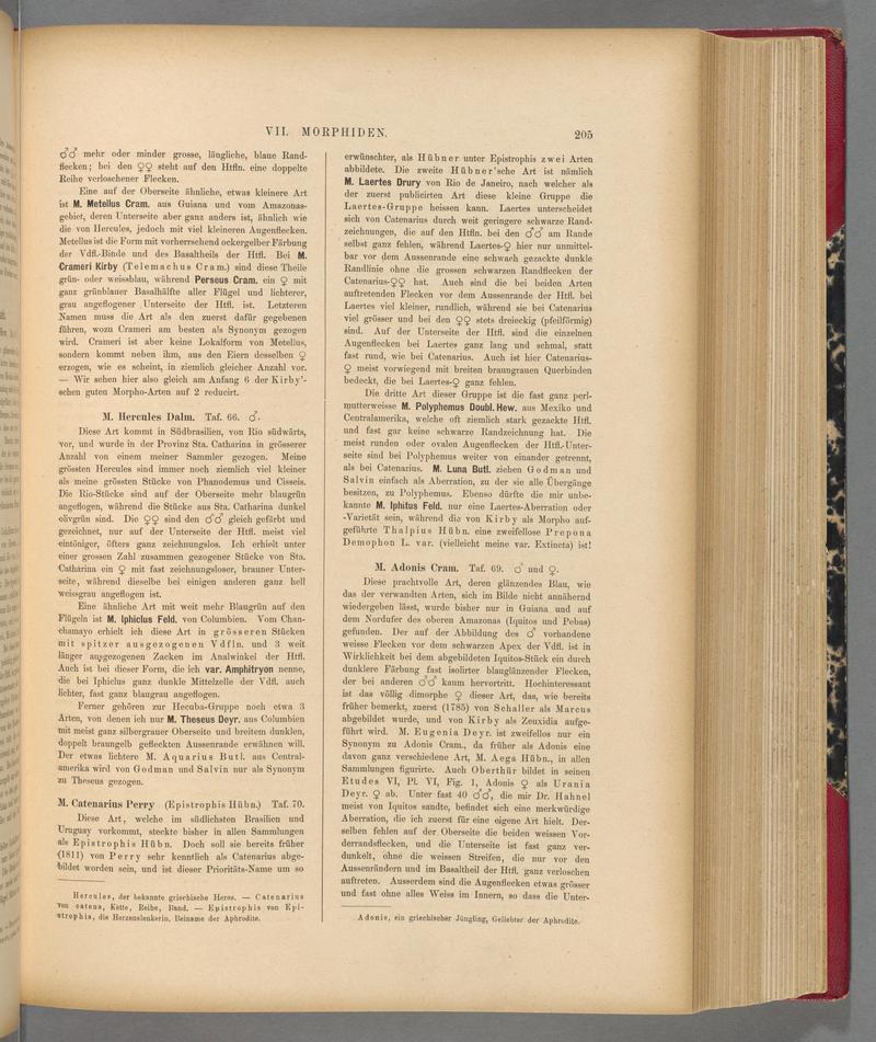 Exotische schmetterlinge (Page 205) BHL40070560