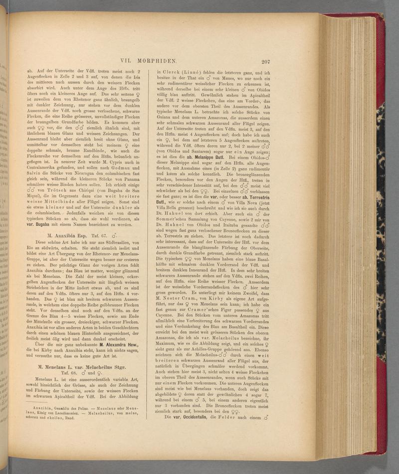 Exotische schmetterlinge (Page 207) BHL40070562