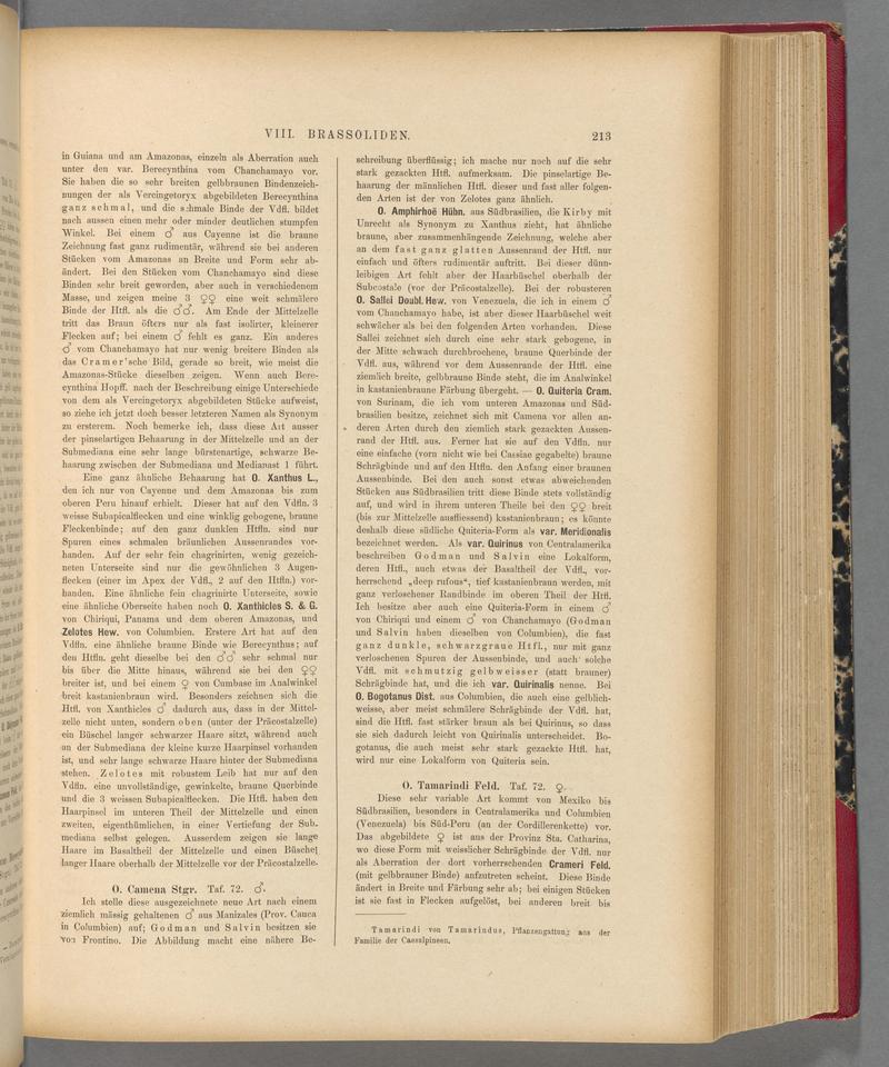 Exotische schmetterlinge (Page 213) BHL40070568