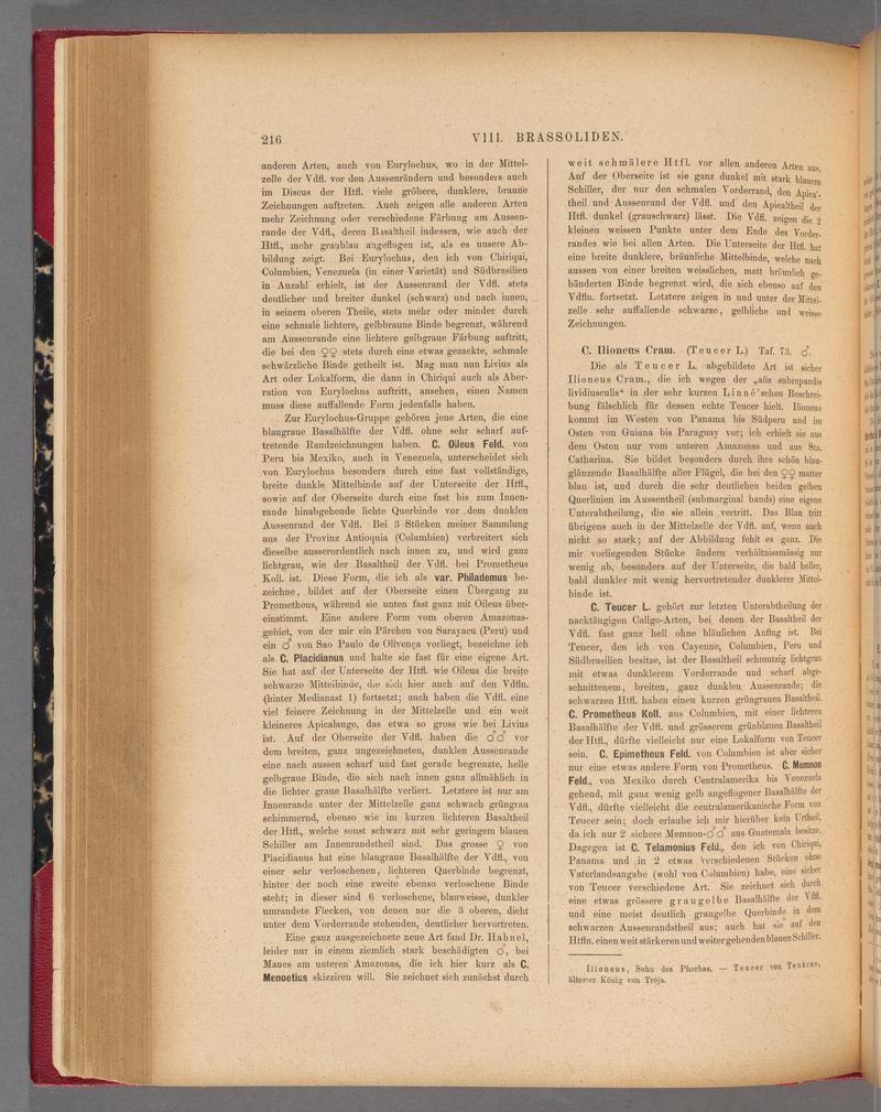 Exotische schmetterlinge (Page 216) BHL40070571