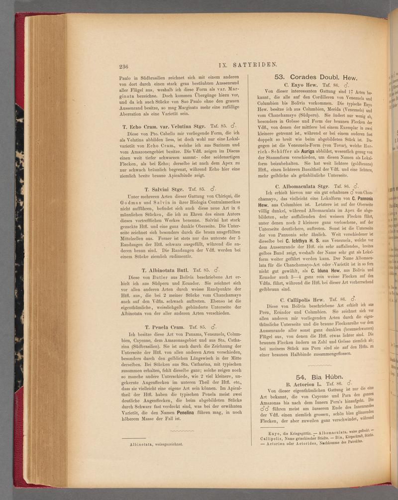 Exotische schmetterlinge (Page 236) BHL40070591