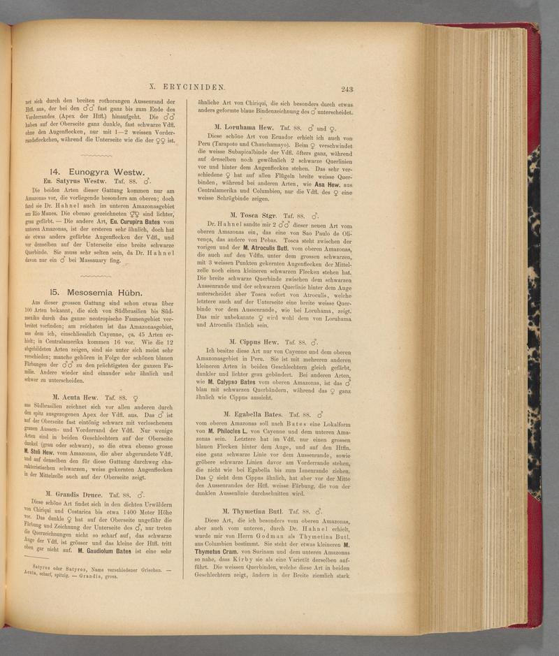Exotische schmetterlinge (Page 243) BHL40070600