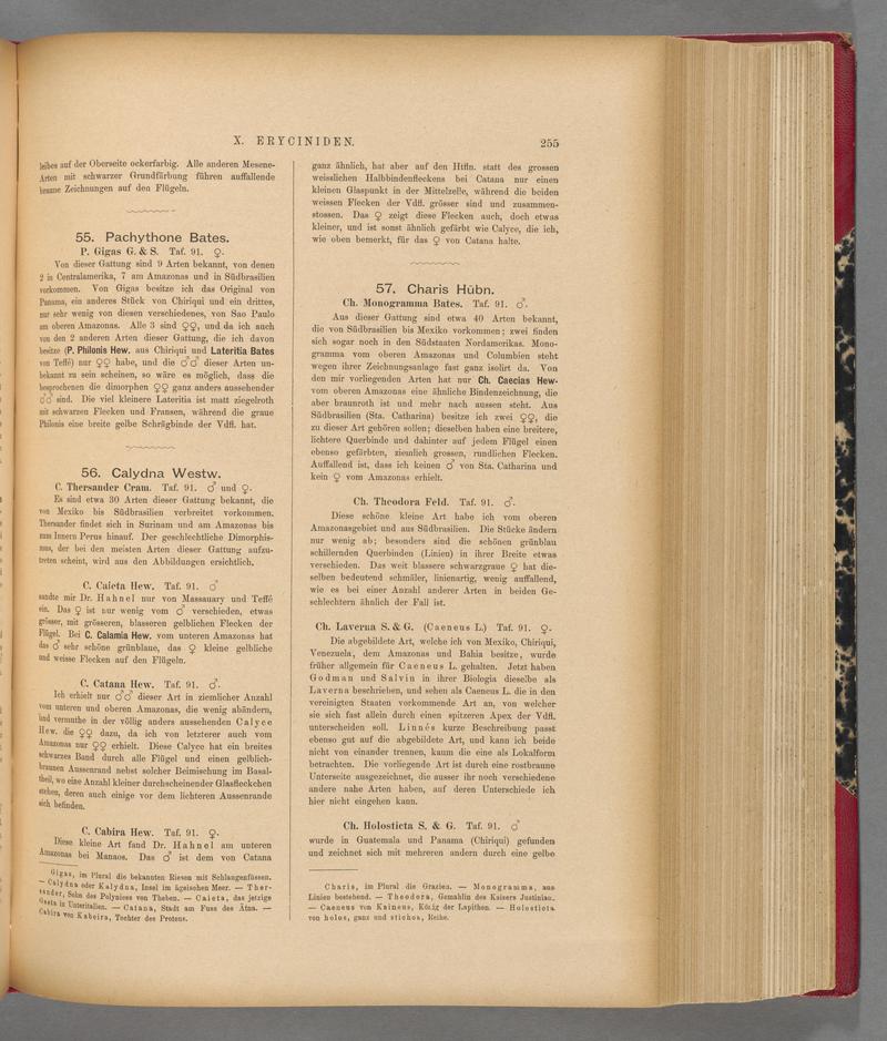 Exotische schmetterlinge (Page 255) BHL40070612