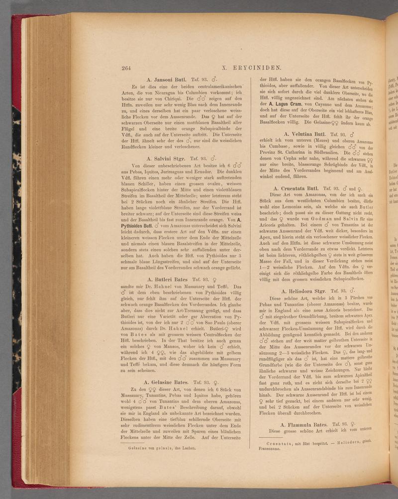 Exotische schmetterlinge (Page 264) BHL40070621