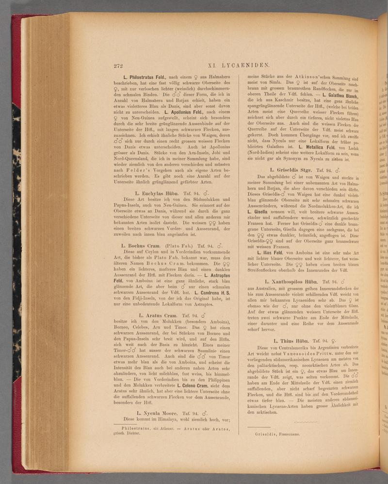 Exotische schmetterlinge (Page 272) BHL40070629