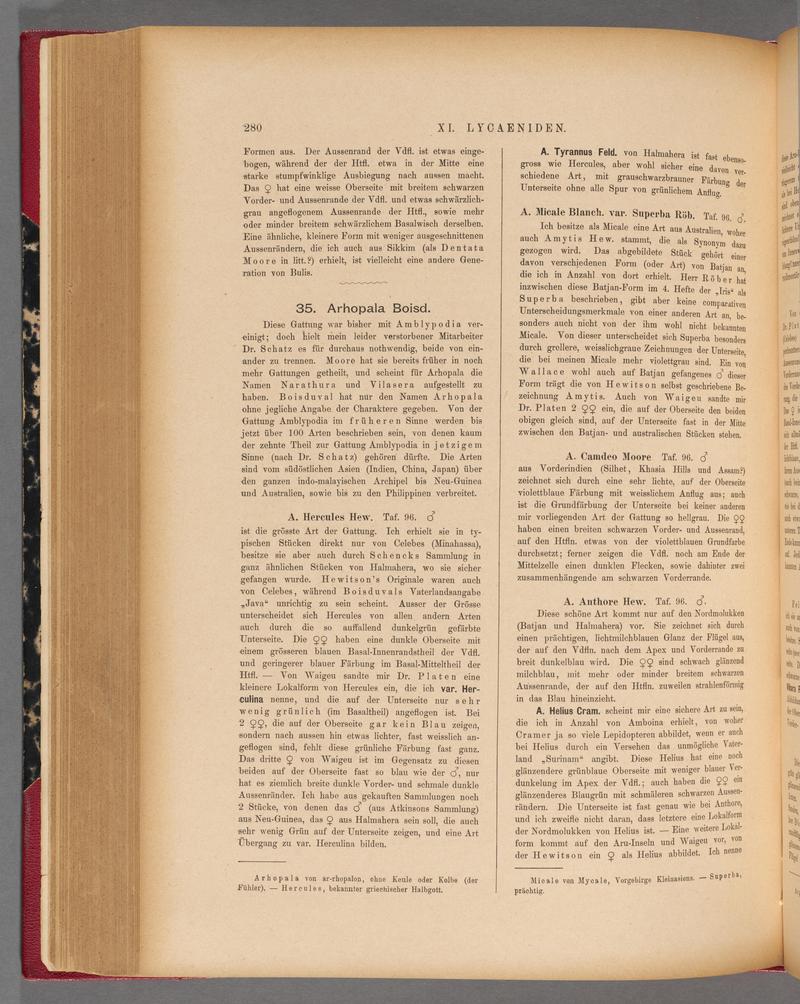 Exotische schmetterlinge (Page 280) BHL40070637