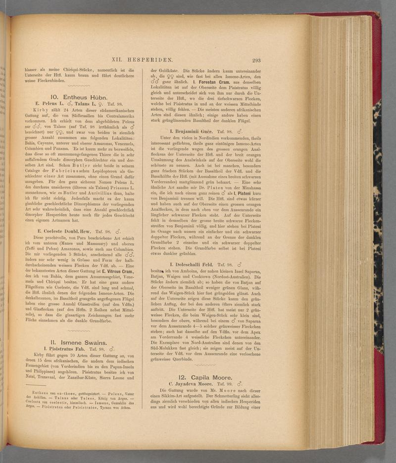 Exotische schmetterlinge (Page 293) BHL40070650