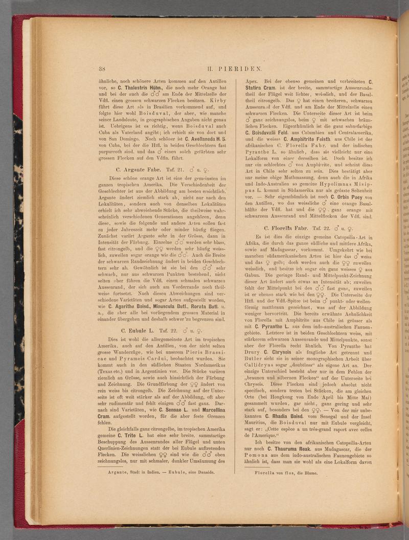 Exotische schmetterlinge (Page 38) BHL40070393