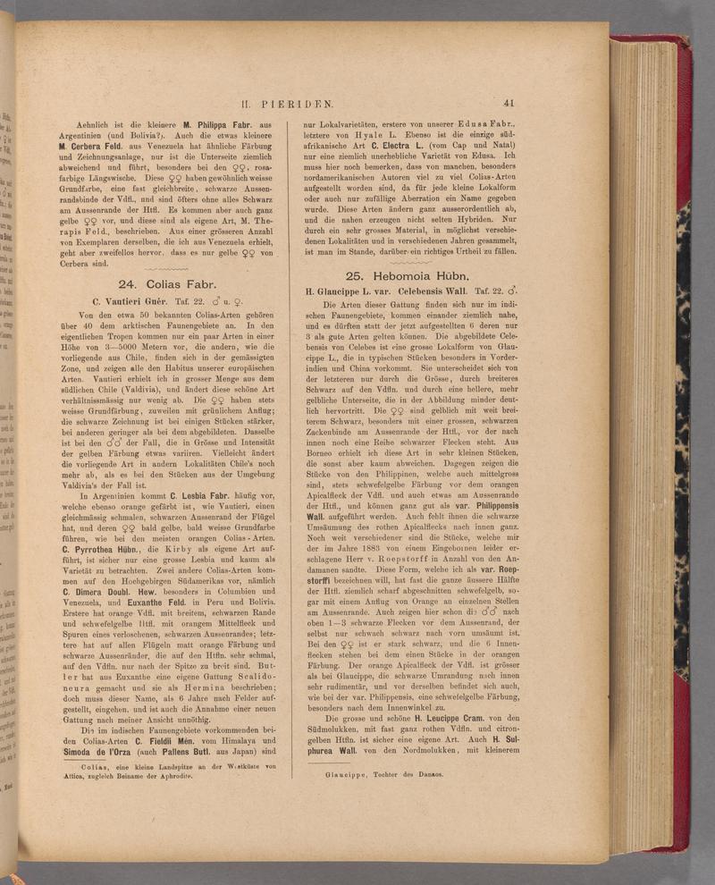 Exotische schmetterlinge (Page 41) BHL40070396