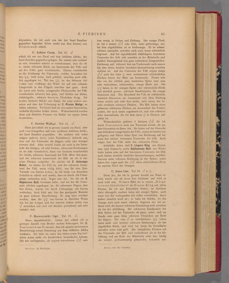 Exotische schmetterlinge (Page 45) BHL40070400