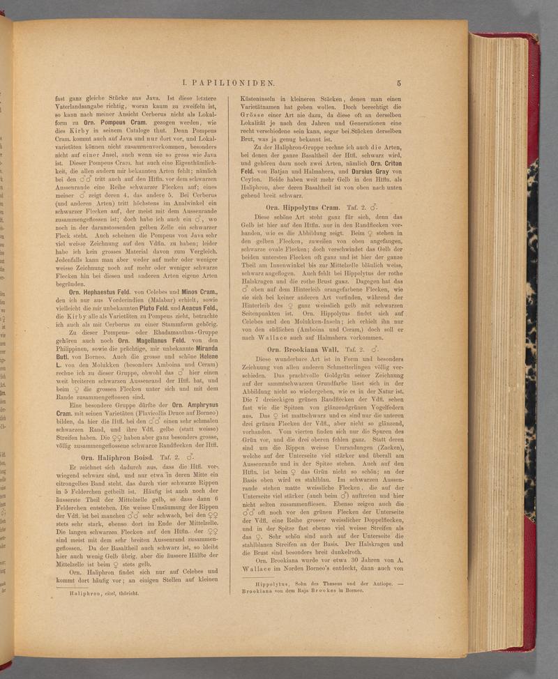 Exotische schmetterlinge (Page 5) BHL40070360
