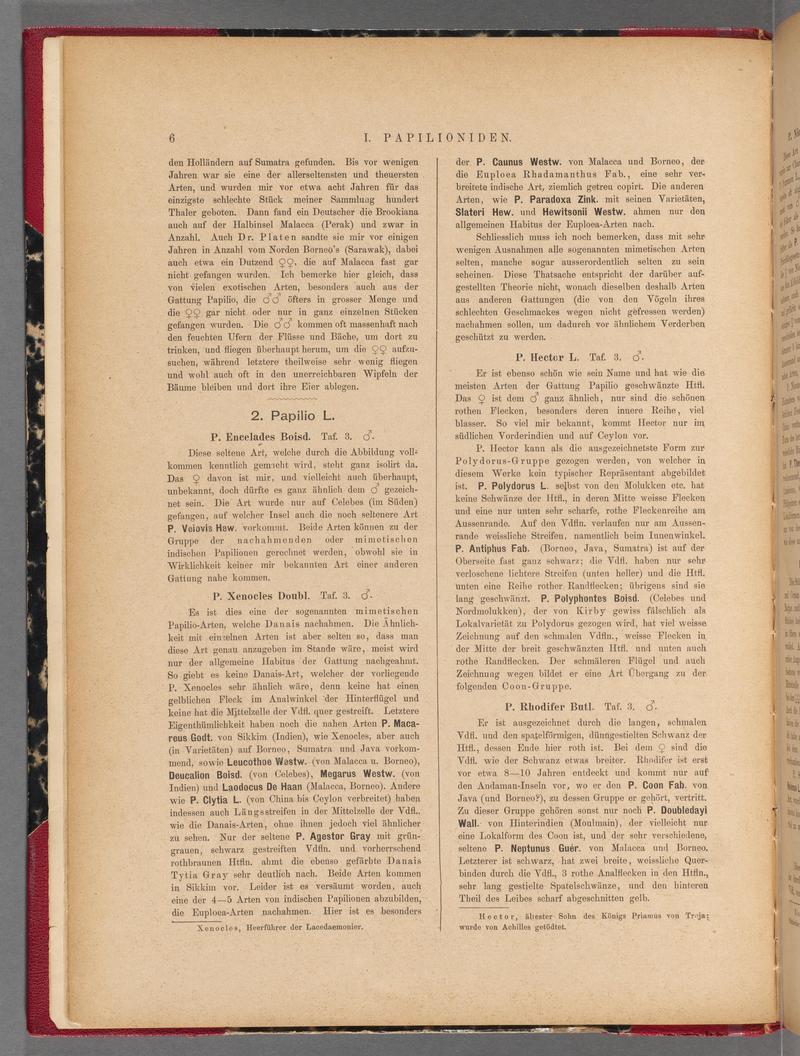 Exotische schmetterlinge (Page 6) BHL40070361