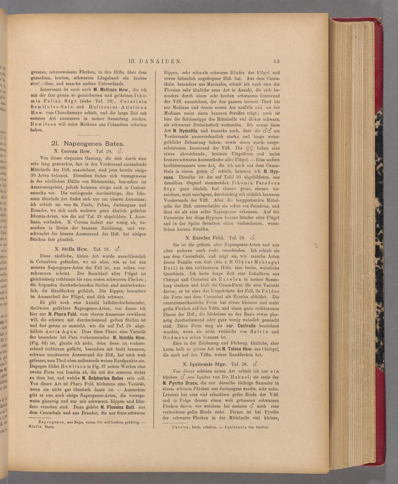 Exotische schmetterlinge (Page 63) BHL40070418