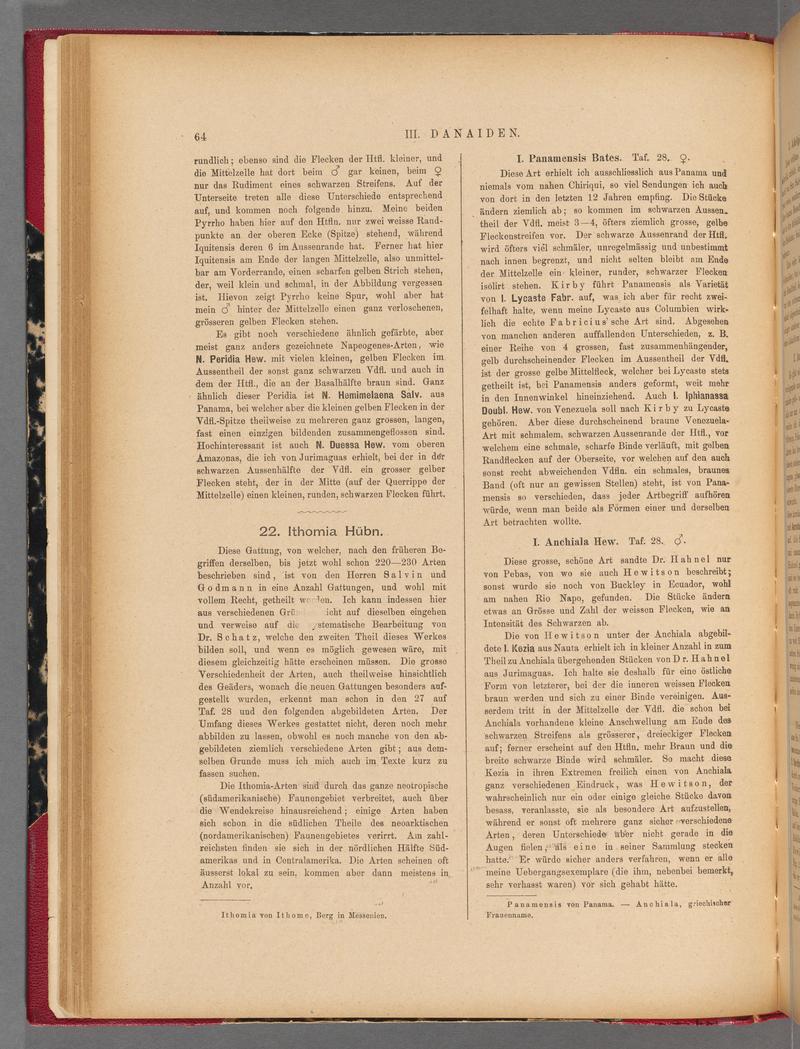 Exotische schmetterlinge (Page 64) BHL40070419