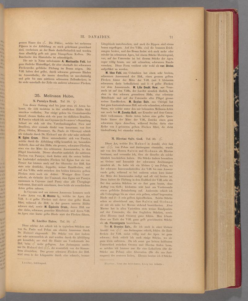 Exotische schmetterlinge (Page 71) BHL40070426