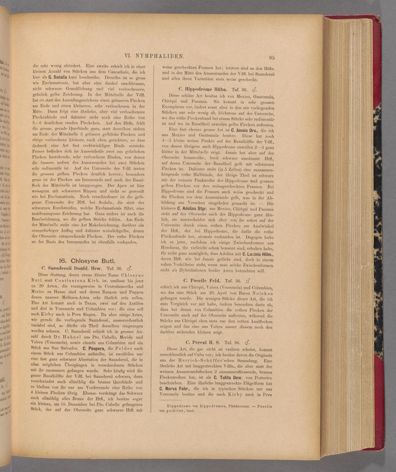 Exotische schmetterlinge (Page 95) BHL40070450