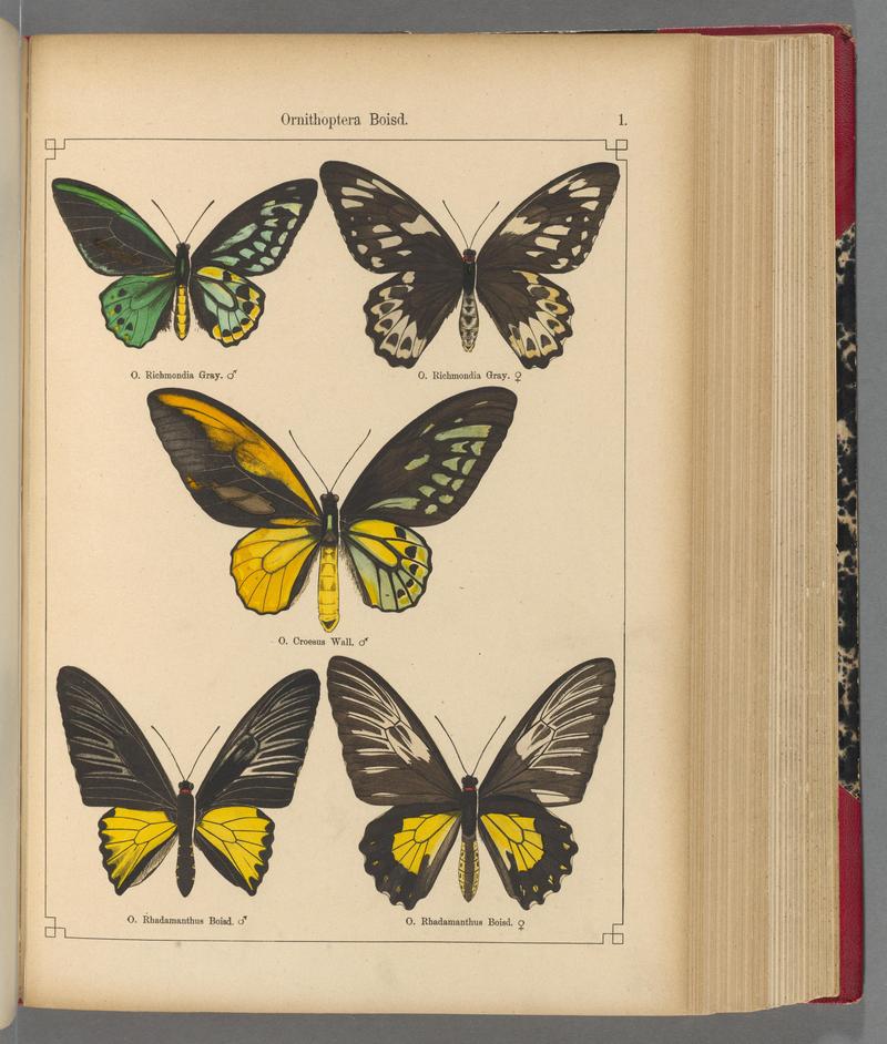 Exotische schmetterlinge (Taf. 1) BHL40070694