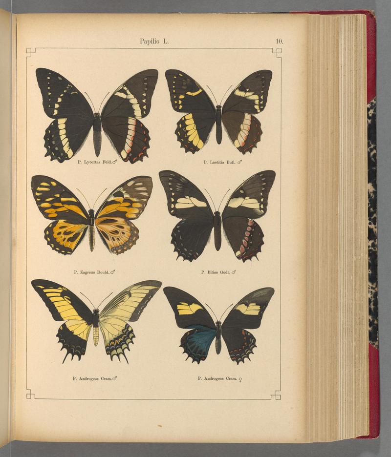 Exotische schmetterlinge (Taf. 10) BHL40070712