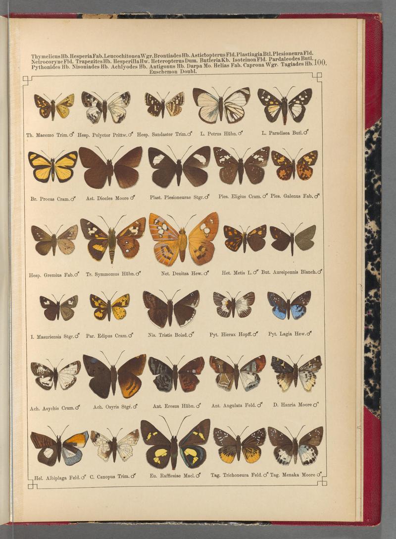 Exotische schmetterlinge (Taf. 100) BHL40070892