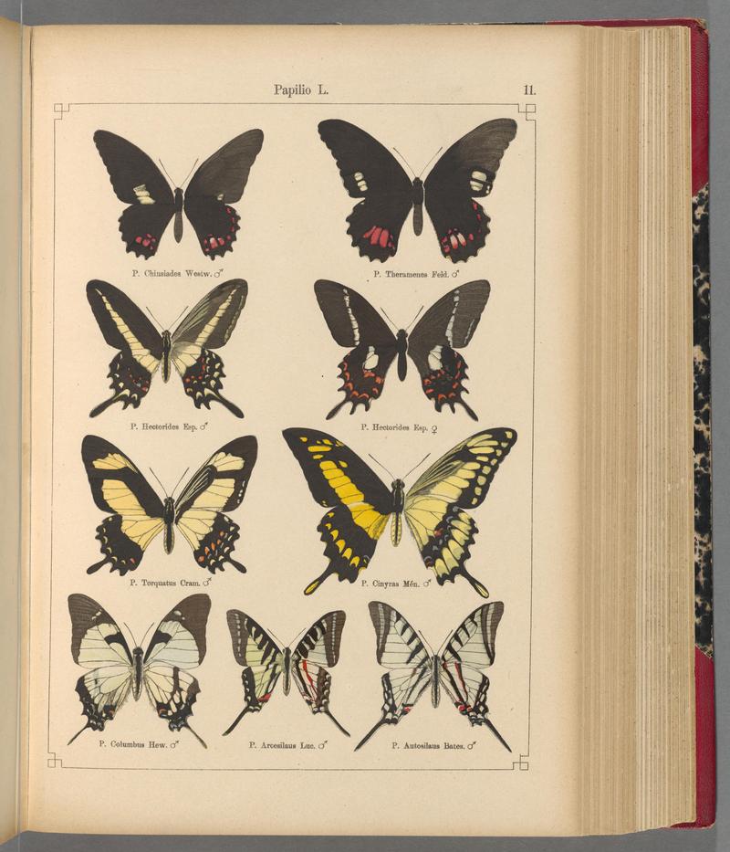 Exotische schmetterlinge (Taf. 11) BHL40070714
