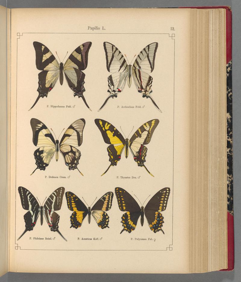 Exotische schmetterlinge (Taf. 12) BHL40070716