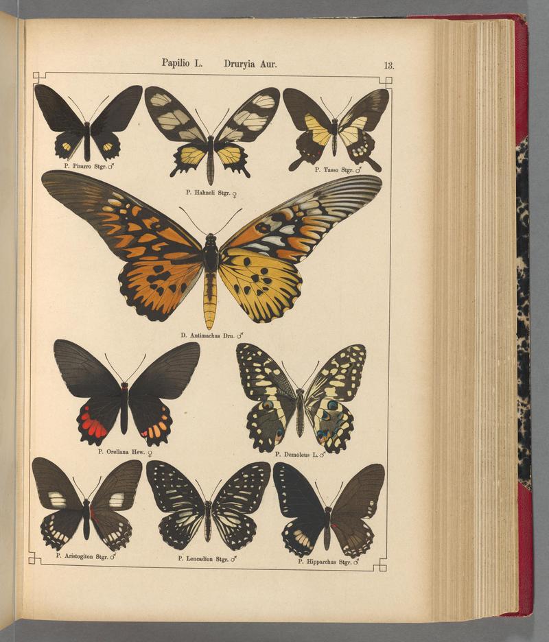 Exotische schmetterlinge (Taf. 13) BHL40070718