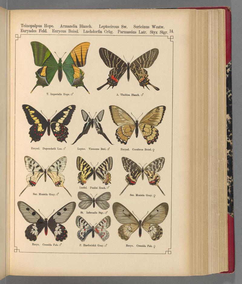 Exotische schmetterlinge (Taf. 14) BHL40070720