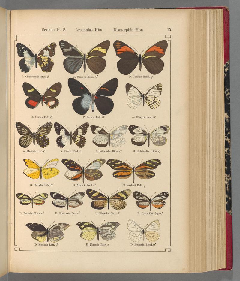 Exotische schmetterlinge (Taf. 15) BHL40070722