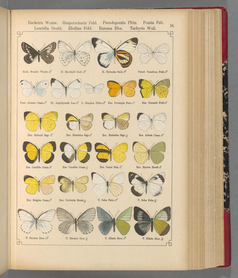Exotische schmetterlinge (Taf. 16) BHL40070724