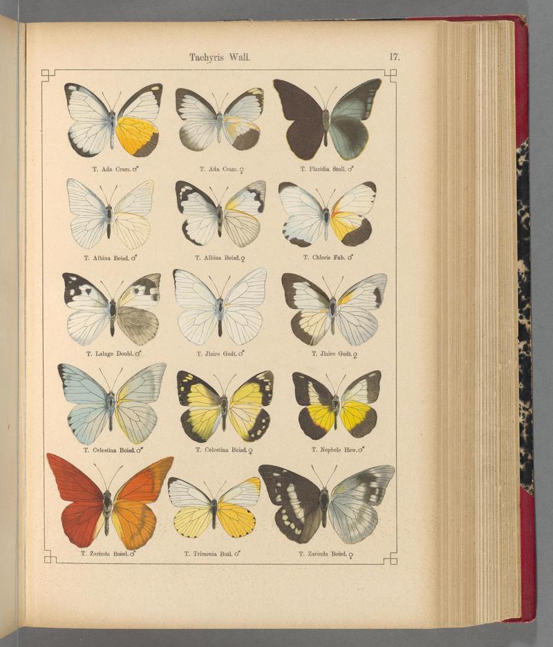 Exotische schmetterlinge (Taf. 17) BHL40070726