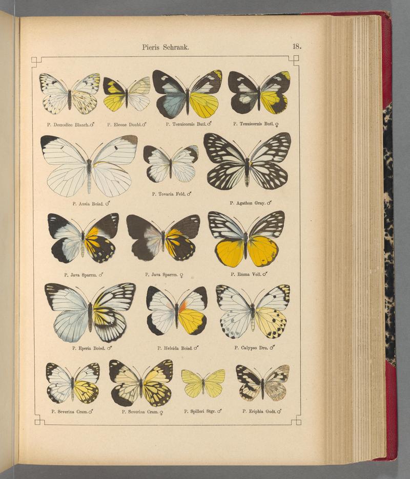 Exotische schmetterlinge (Taf. 18) BHL40070728