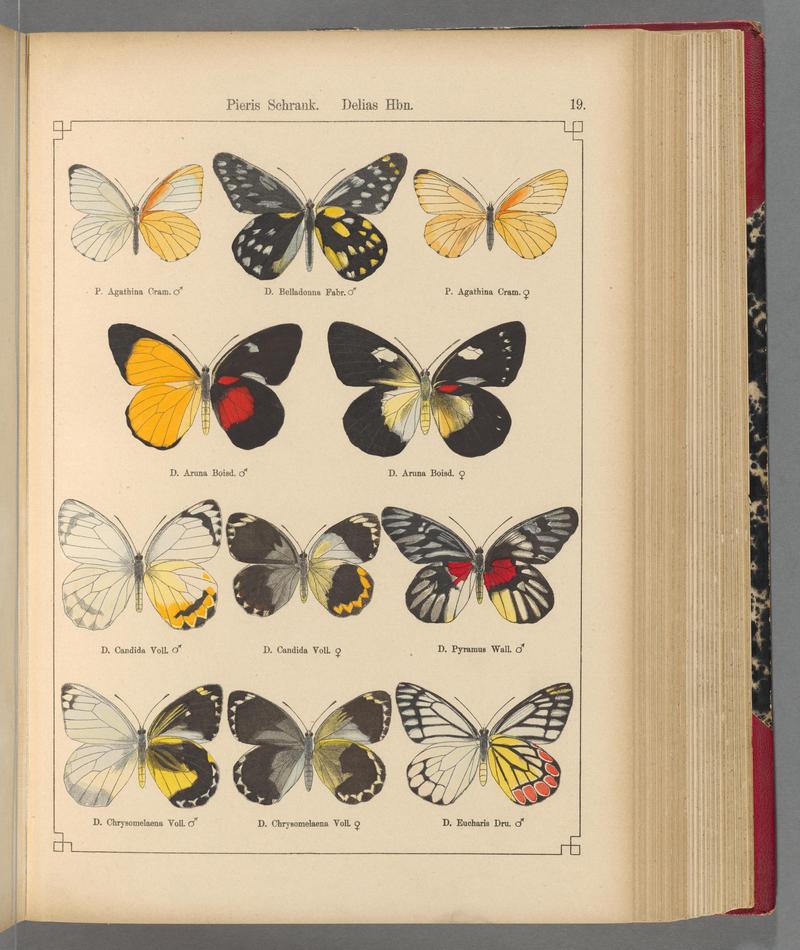 Exotische schmetterlinge (Taf. 19) BHL40070730