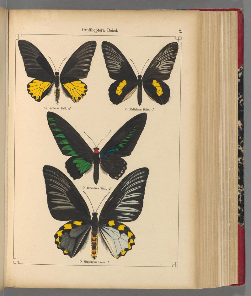 Exotische schmetterlinge (Taf. 2) BHL40070696