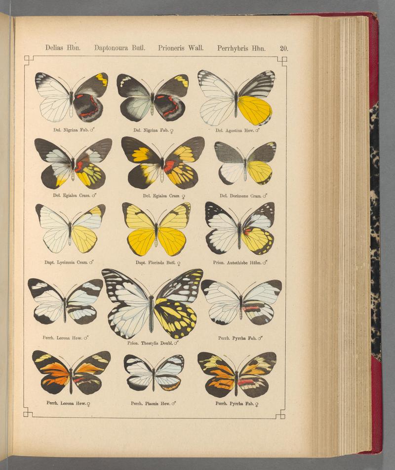 Exotische schmetterlinge (Taf. 20) BHL40070732