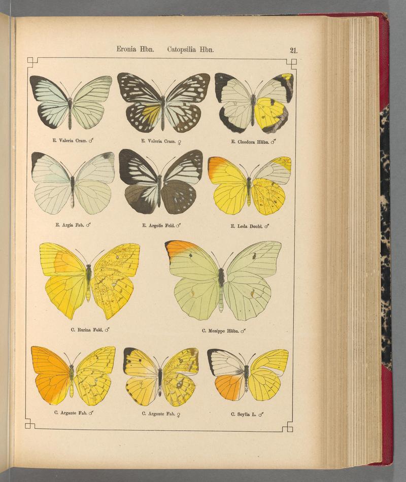 Exotische schmetterlinge (Taf. 21) BHL40070734