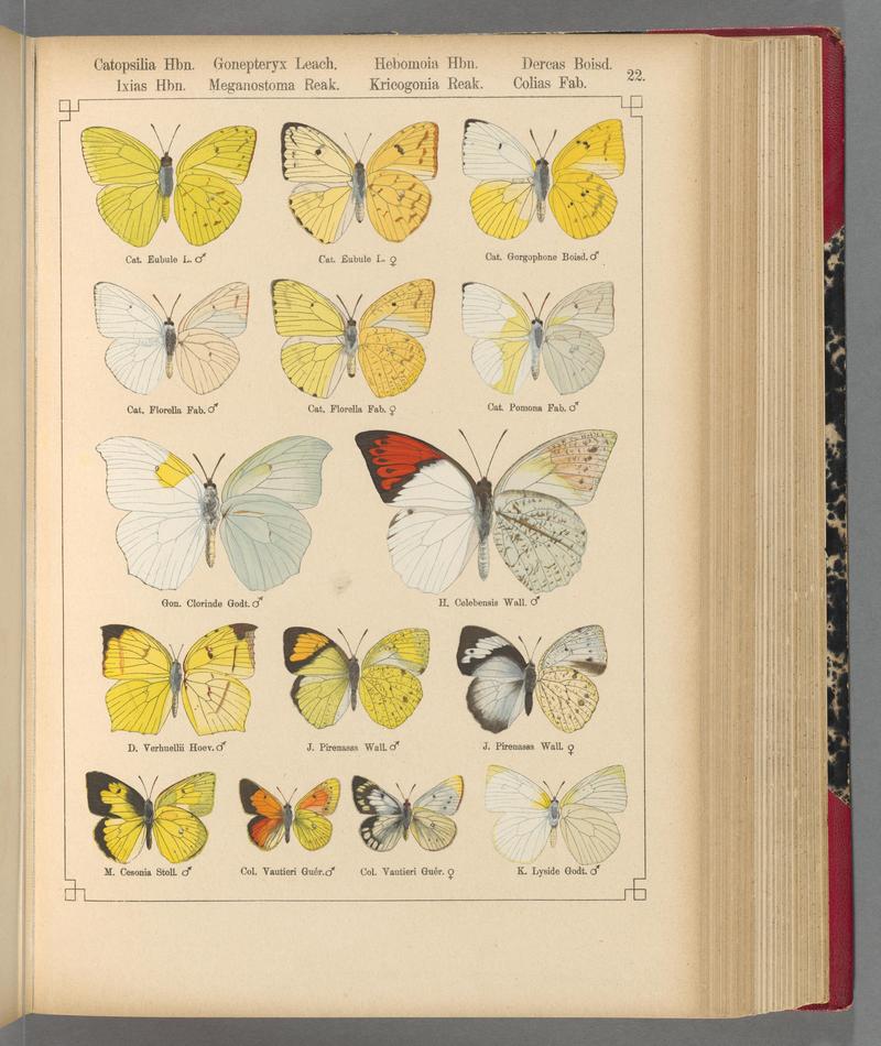 Exotische schmetterlinge (Taf. 22) BHL40070736