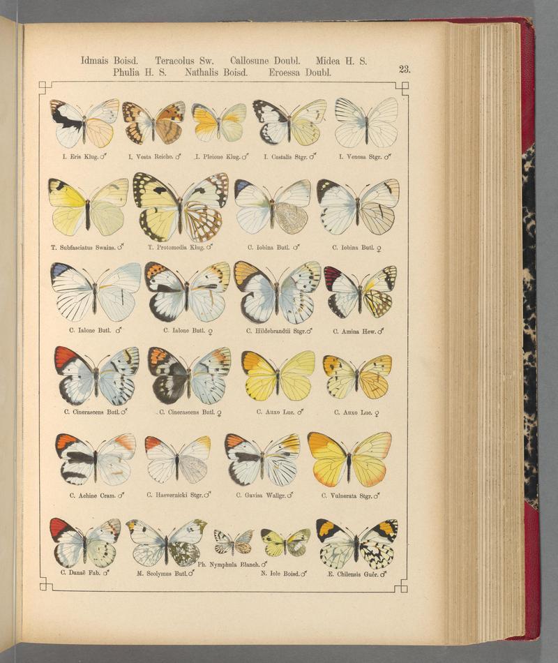 Exotische schmetterlinge (Taf. 23) BHL40070738