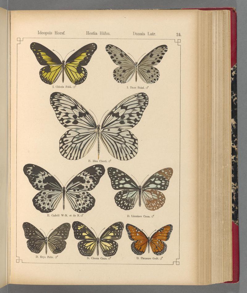 Exotische schmetterlinge (Taf. 24) BHL40070740