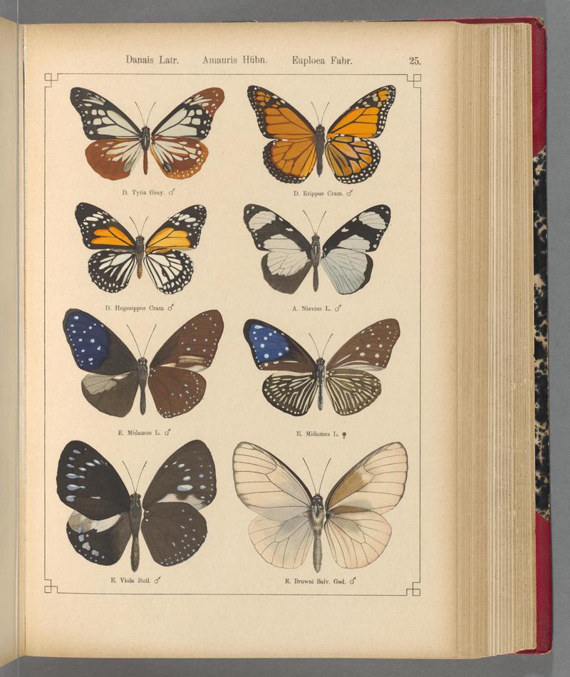 Exotische schmetterlinge (Taf. 25) BHL40070742