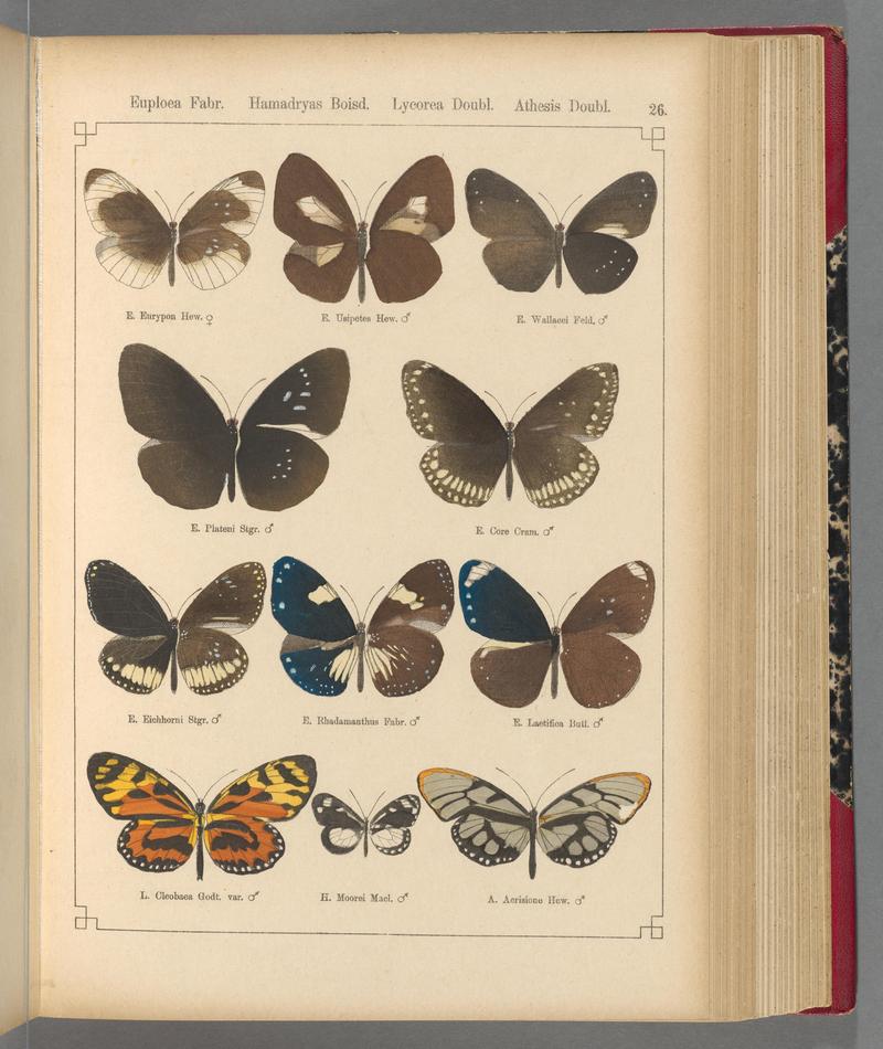 Exotische schmetterlinge (Taf. 26) BHL40070744