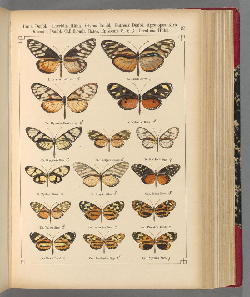Exotische schmetterlinge (Taf. 27) BHL40070746