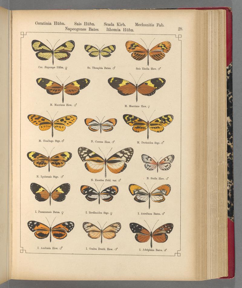 Exotische schmetterlinge (Taf. 28) BHL40070748