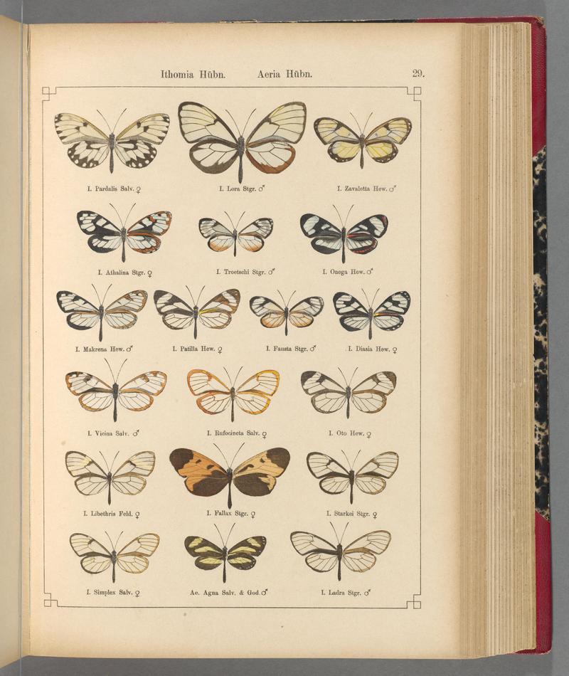 Exotische schmetterlinge (Taf. 29) BHL40070750