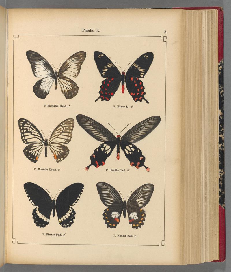 Exotische schmetterlinge (Taf. 3) BHL40070698