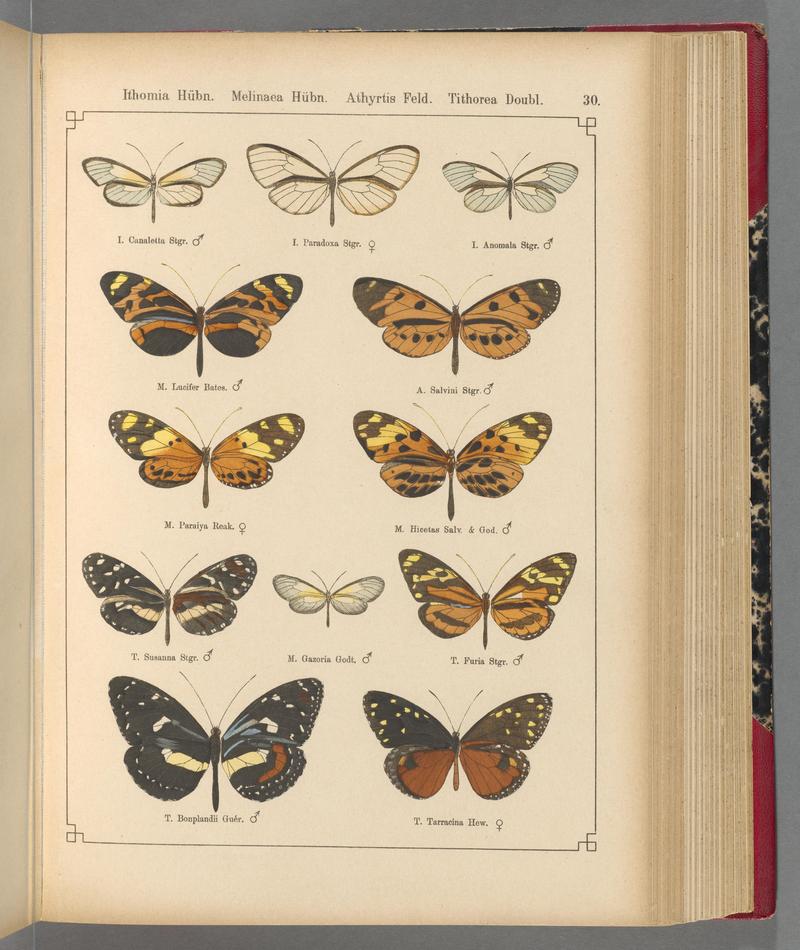 Exotische schmetterlinge (Taf. 30) BHL40070752