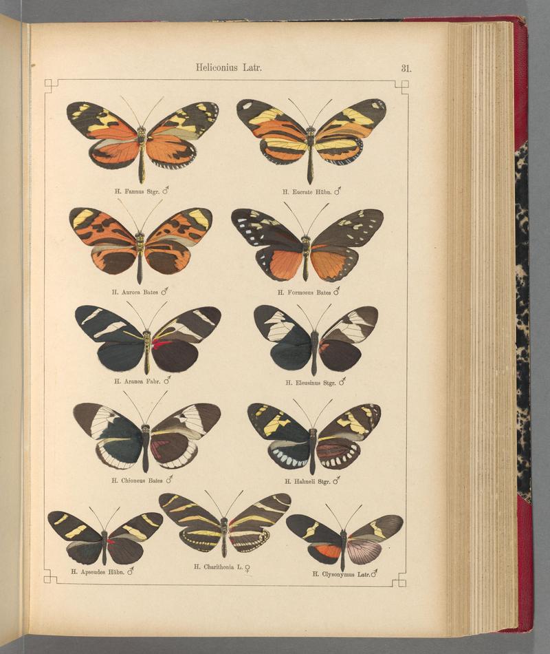 Exotische schmetterlinge (Taf. 31) BHL40070754