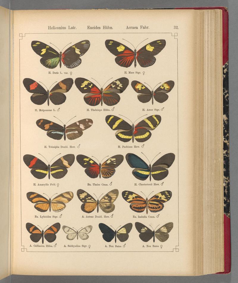 Exotische schmetterlinge (Taf. 32) BHL40070756